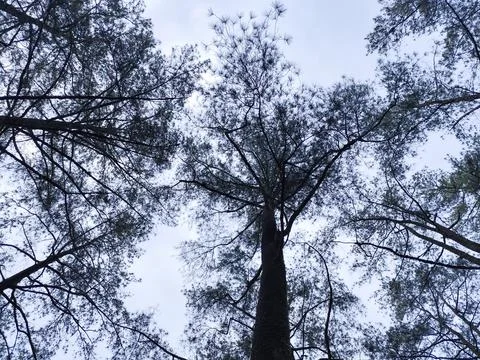 Upward View of Pine Trees Forming a Natural Canopy in the Forest. Stock Photos