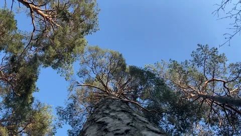 Upward View of Pine Tress Trunk to Branches Stock Footage 272809280