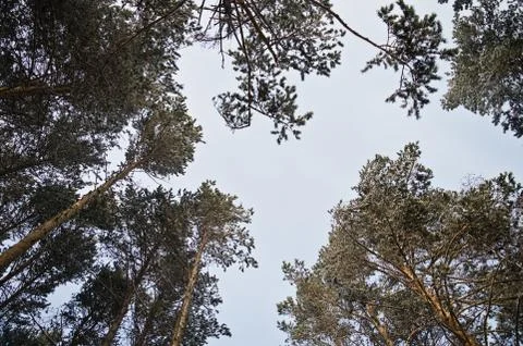 Upward view of pines Stock Photos