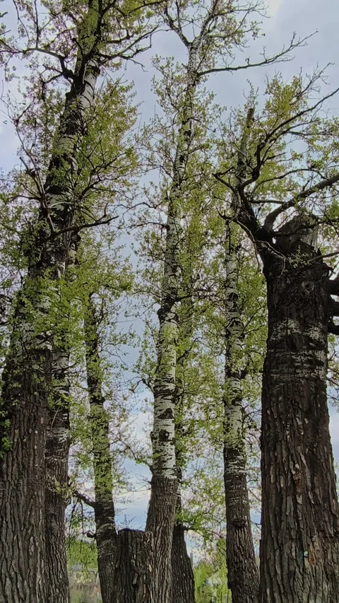 Upward view of poplar trees at Plopii fără sot, Iasi, Romania Stock-Footage 334124241