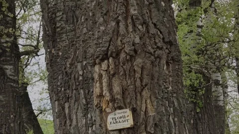 Upward view of poplar trees at Plopii fără soț, Iasi, Romania Stock-Footage 334124623
