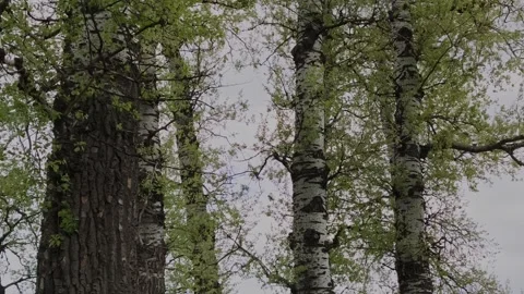 Upward view of poplar trees at Plopii fără soț, Iasi, Romania Stock-Footage 334124632