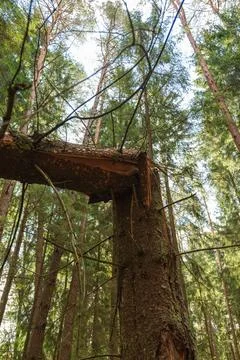 Upward view of snapped pine trunk in dense coniferous forest Stock Photos