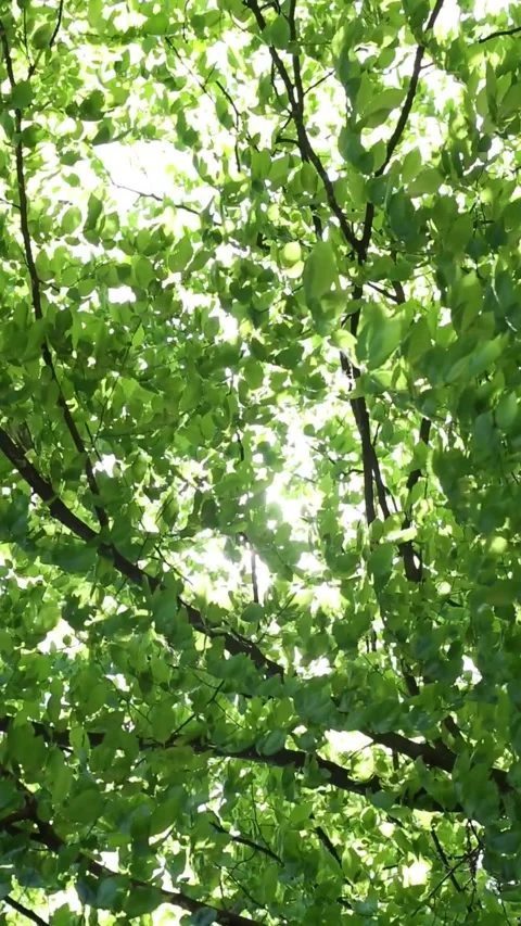 Upward view of sunlight beaming through leafy tree crown Stock Footage 313315519
