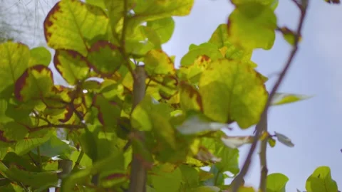 Upward view of sunlight filtering through green leaves in 4k slow motion 120f Stock Footage 285122252