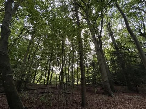 Upward view of sunlit beech tree canopy in dense green forest during late Stock Photos