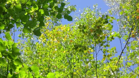 Upward view of sunlit deciduous canopy with leaves fluttering in gentle breeze a Stock Footage 345677563