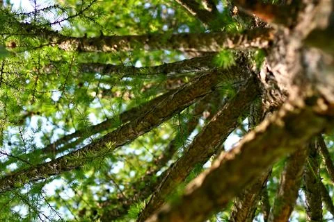 Upward View of Sunlit Pine Tree Branches Creating a Vibrant Canopy 스톡 사진