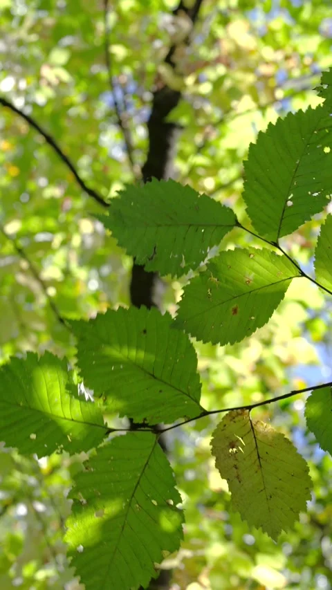 Upward view of sunlit serrated leaves on thin branch with blurred canopy backgro Stock Footage 345677340