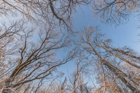 Upward view of tall, bare trees dusted with snow against a bright blue sky Wa Stock Photos
