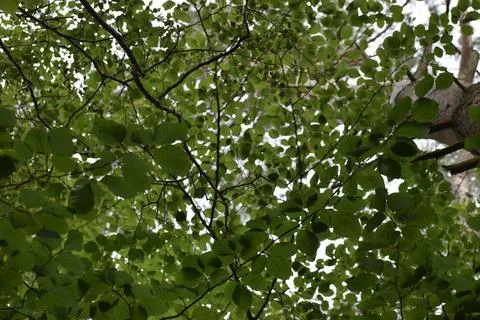 Upward view of tall beech tree with green leaves in summer forest Stock Photos