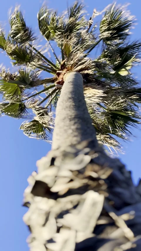 Upward view of tall old palm tree with fronds moving in wind Stock Footage 344010777