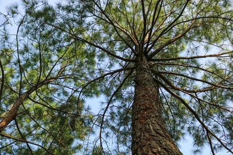 Upward view of a tall pine tree with branches against blue sky Stock-Fotos