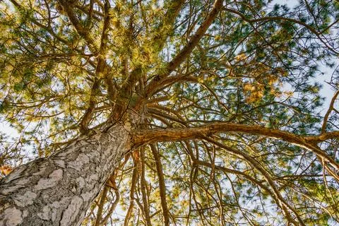 Upward view of a tall pine tree with textured bark and sunlit branches spre.. Stock Photos