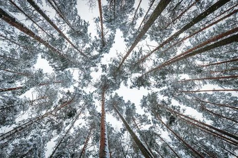 Upward view of tall pine trees covered in snow in a serene winter forest Stockfoto's