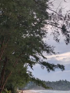 Upward View of Tall Tree Stock Photos