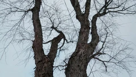 Upward View of Tall Trees With Branch Pattern in Winter Stock Footage 323770493