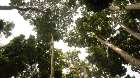 An upward view of tall trees with thick, green foliage creating a natural c.. Stock Photos