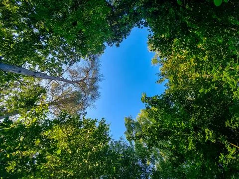Upward View Through Circular Canopy of Green Trees on a Sunny Day Stock Photos