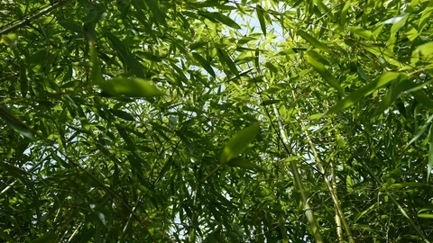 Upward view through dense foliage of Phyllostachys bamboo plants, 4K Stock Footage 107009871