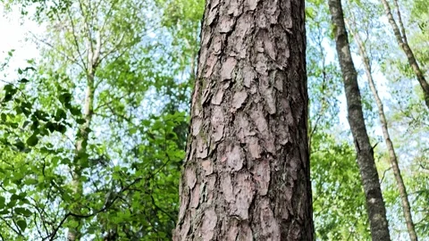 Upward view through dense forest canopy with treetops, branches, leaves, and Video stock 343628271