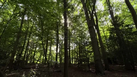 Upward view through dense temperate forest canopy with sunbeams filtering Stock Footage 346662343