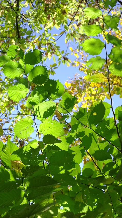 Upward view through sunlit green leaves with backlight and seasonal yellowing in Stock Footage 345677324