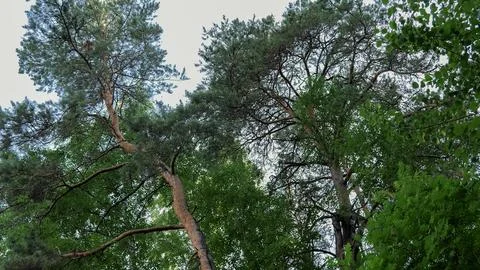 Upward view through tall pine trees, leafy canopy, textured trunks, and mixed Stock-Fotos