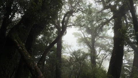 Upward view through towering trees and a misty canopy in Tà Xùa Primeval Video stock 345138396