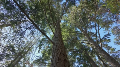 Upward view of towering evergreen trees against a clear blue sky biodiversity Video stock 287127140