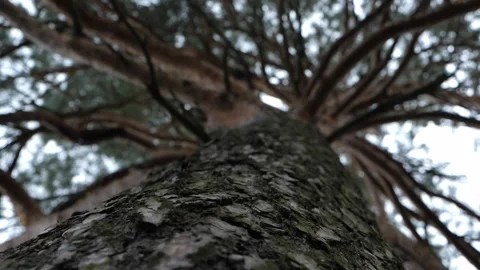 Upward view of towering evergreen trees against. Macro shot Stock Footage 288028437