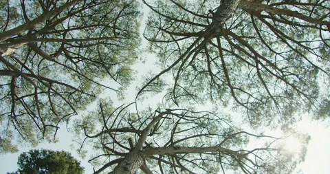 Upward view of towering trees against a clear sky in a garden during summer Stock Footage 274648610