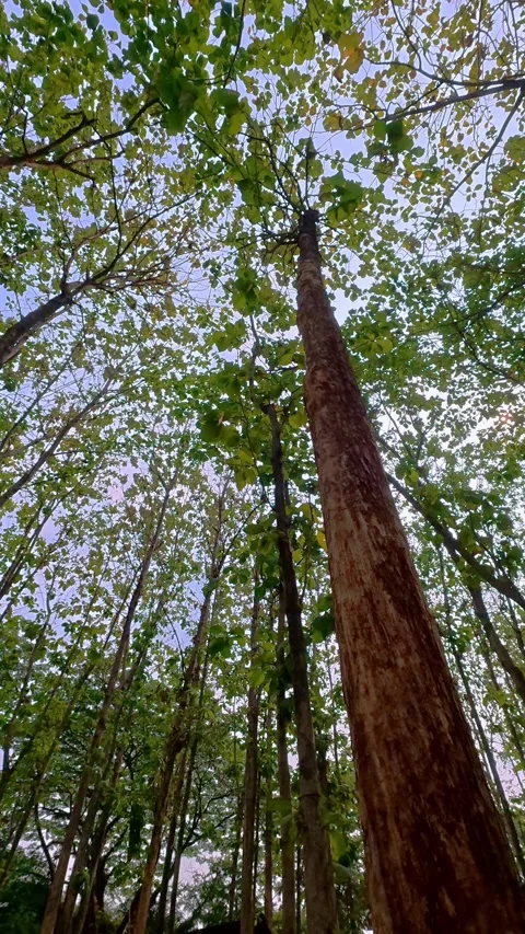 Upward view of towering tropical tree trunk reaching into sunlit canopy Stock Footage 346742167