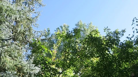 Upward view of tree beginning to change colors. Stock Footage 97398398