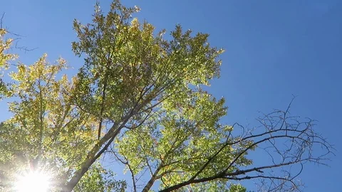 Upward view of tree beginning to change colors. Stock Footage 97402923