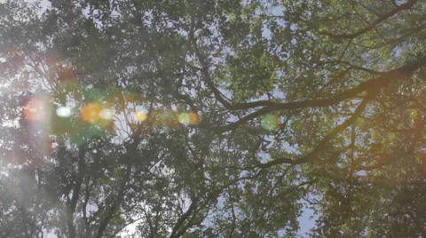 Upward View of Tree Branches Swinging on a Summers Day Stock Footage 8564433