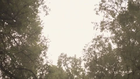 Upward View of Tree Canopy and Bright Sky in Summer Palace Park, Beijing, China Stock Footage 345687231