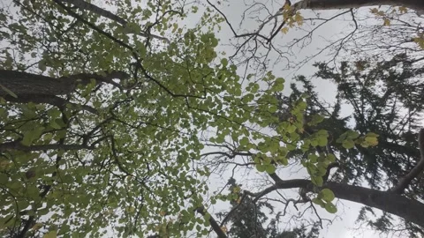 Upward view of tree canopy swaying under cloudy sky in park Stock Footage 338106003