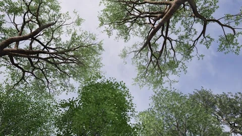 Upward View of Tree from Ground with Slow Rotating Camera Motion Stock Footage 309404171