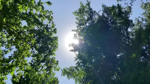 Upward View Tree Leaves With Radiant Sun Rays 4K Stockbeeldmateriaal 341859834