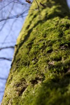 Upward view of tree Stock Photos
