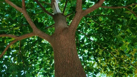Upward View of Tree Trunk and Green Canopy Stock Footage 341719156