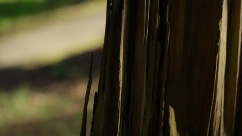 Upward view of a tree trunk with rough bark texture in natural sunlight. Stock Footage 320376381