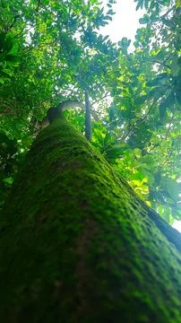 Upward view Tree Trunk Through Green Forest Canopy With Sunlight Stock Photos
