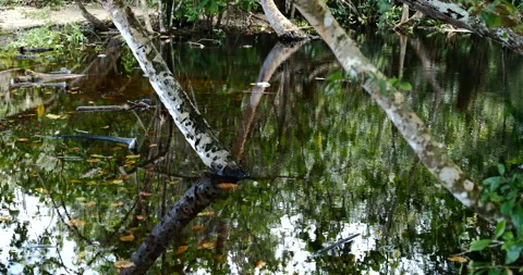 Upward view of trees and plants reflection in water. Costa Rica national park. Stock Footage 154710226