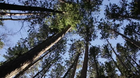 Upward view of trees swaying in wind Stock Footage 44212254