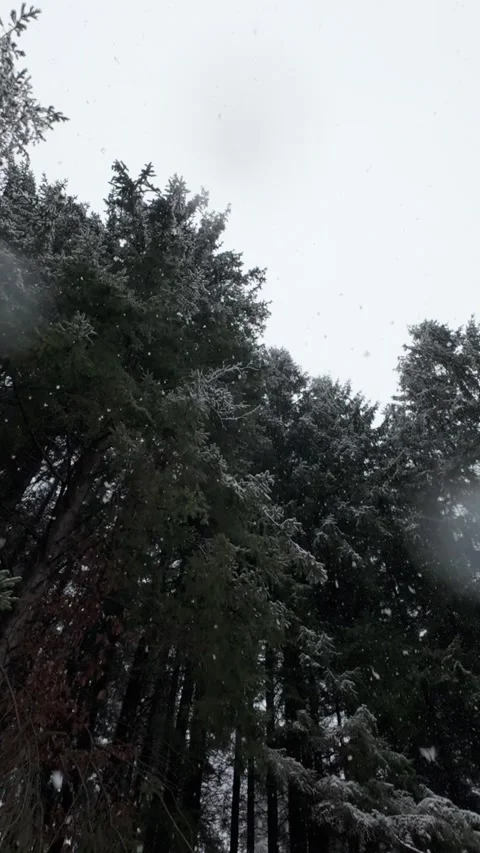 Upward View of Trees While Snowing in Late Winter Stock Footage 304264545