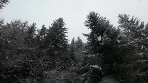Upward View of Trees While Snowing in Late Winter Stock Footage 304264581