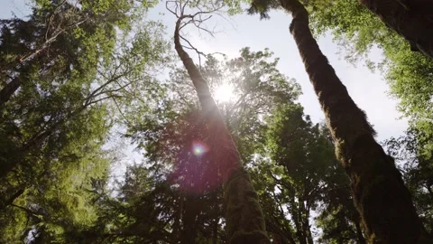 Upward view of treetops evergreen forest, Vancouver Island, Sooke. 24fps 4k. Stock Footage 164489918