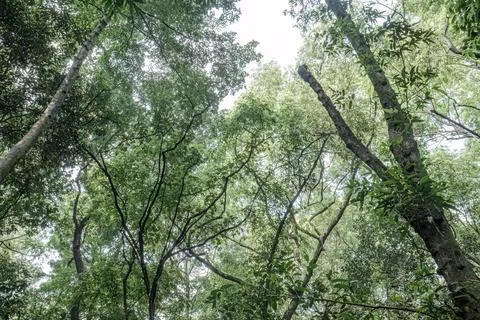 Upward view of tropical canopy with arching branches Stock Photos